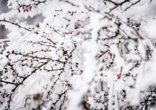 Vereiste Äste mit roten Beeren in einer verschneiten Winterlandschaft. Stimmungsvolles Detailbild für einen Winterurlaub im Allgäu.